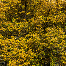 Autumn Landscape with yellow tree near Pancharevo lake, Sofia city Region, Bulgaria