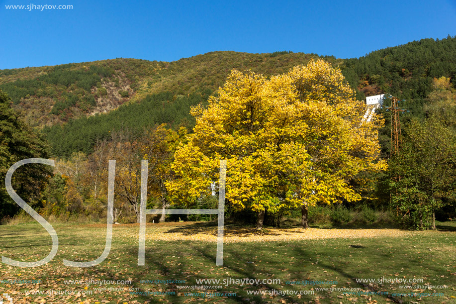 Autumn Landscape with yellow tree near Pancharevo lake, Sofia city Region, Bulgaria