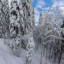 Amazing winter landscape of Rhodope Mountains near pamporovo resort, Smolyan Region, Bulgaria