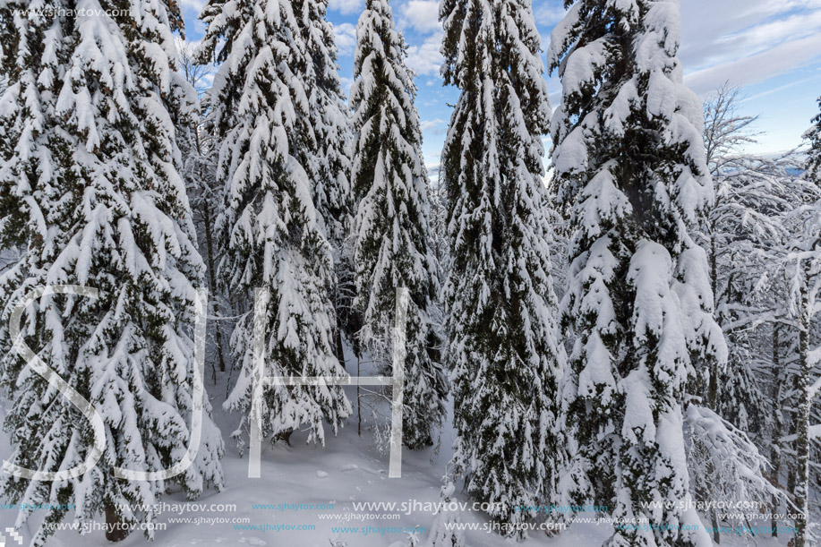 Amazing winter landscape of Rhodope Mountains near pamporovo resort, Smolyan Region, Bulgaria