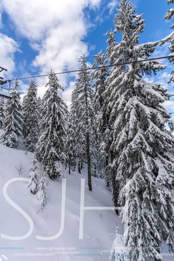 Amazing winter landscape of Rhodope Mountains near pamporovo resort, Smolyan Region, Bulgaria