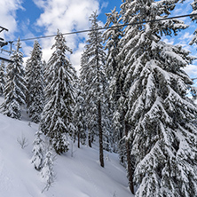 Amazing winter landscape of Rhodope Mountains near pamporovo resort, Smolyan Region, Bulgaria