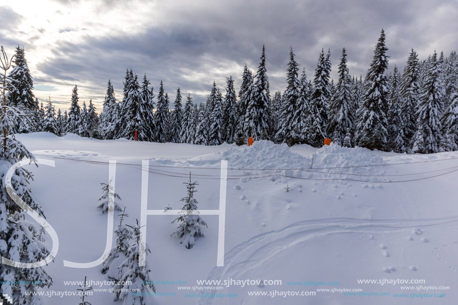 Amazing winter landscape of Rhodope Mountains near pamporovo resort, Smolyan Region, Bulgaria