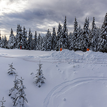 Amazing winter landscape of Rhodope Mountains near pamporovo resort, Smolyan Region, Bulgaria