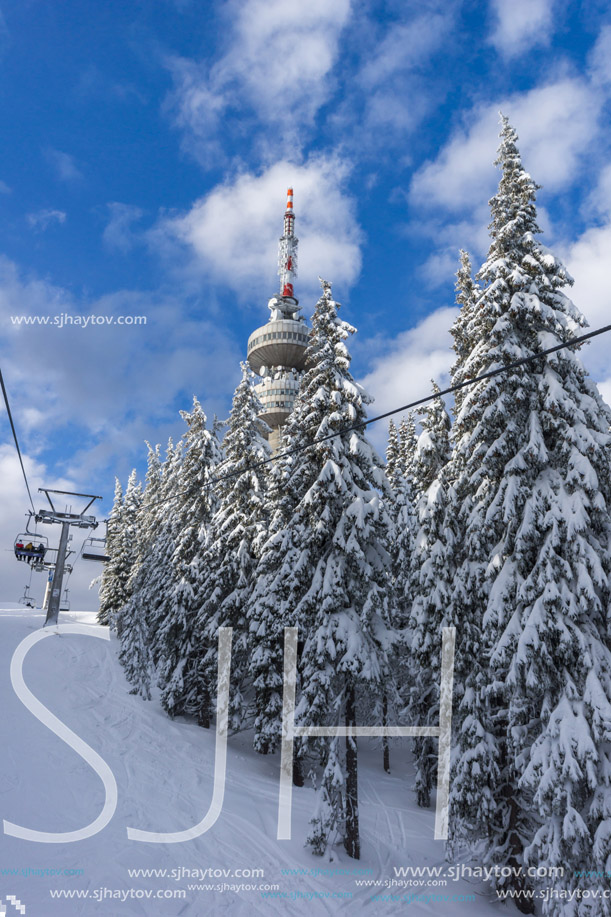 Amazing winter landscape of Rhodope Mountains near pamporovo resort, Smolyan Region, Bulgaria