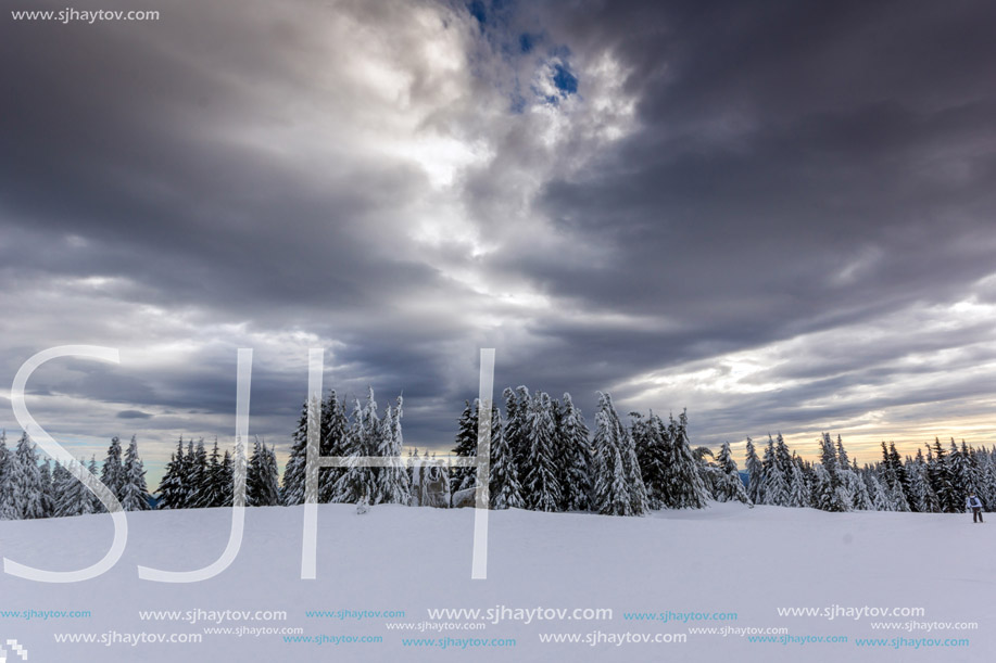 Amazing winter landscape of Rhodope Mountains near pamporovo resort, Smolyan Region, Bulgaria