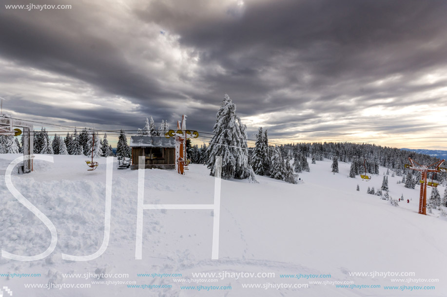 Amazing winter landscape of Rhodope Mountains near pamporovo resort, Smolyan Region, Bulgaria