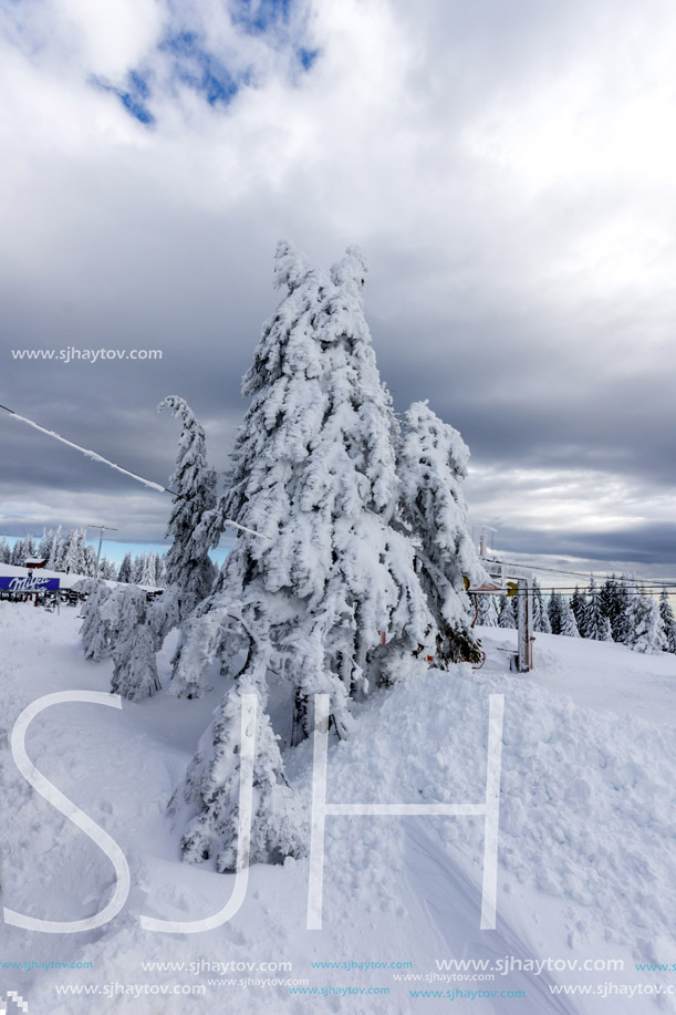 Amazing winter landscape of Rhodope Mountains near pamporovo resort, Smolyan Region, Bulgaria