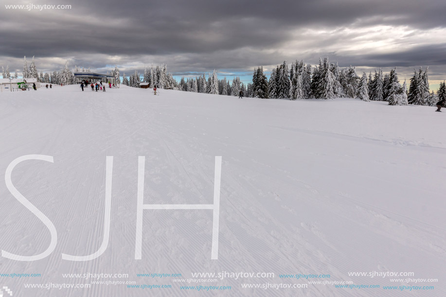 Amazing winter landscape of Rhodope Mountains near pamporovo resort, Smolyan Region, Bulgaria