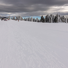 Amazing winter landscape of Rhodope Mountains near pamporovo resort, Smolyan Region, Bulgaria
