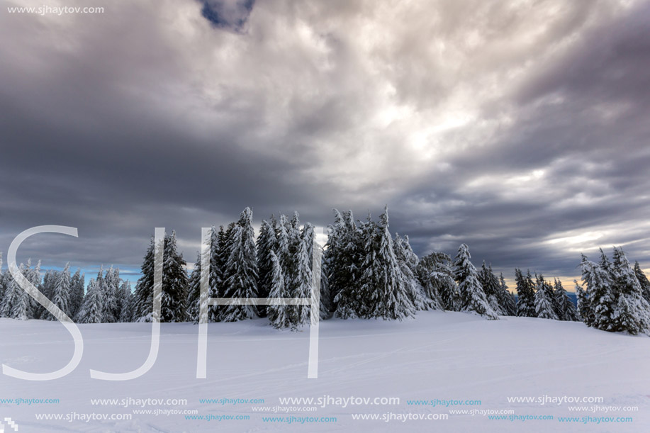 Amazing winter landscape of Rhodope Mountains near pamporovo resort, Smolyan Region, Bulgaria