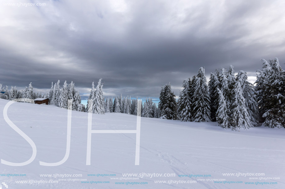 Amazing winter landscape of Rhodope Mountains near pamporovo resort, Smolyan Region, Bulgaria