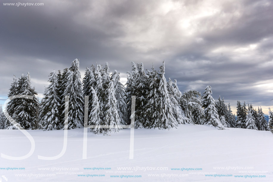 Amazing winter landscape of Rhodope Mountains near pamporovo resort, Smolyan Region, Bulgaria