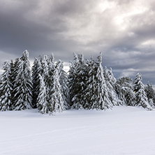 Amazing winter landscape of Rhodope Mountains near pamporovo resort, Smolyan Region, Bulgaria