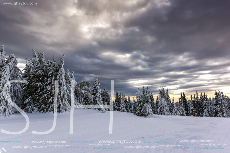 Amazing winter landscape of Rhodope Mountains near pamporovo resort, Smolyan Region, Bulgaria