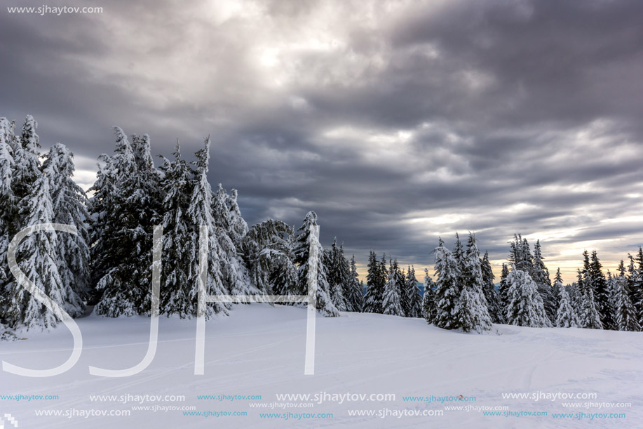 Amazing winter landscape of Rhodope Mountains near pamporovo resort, Smolyan Region, Bulgaria