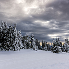 Amazing winter landscape of Rhodope Mountains near pamporovo resort, Smolyan Region, Bulgaria