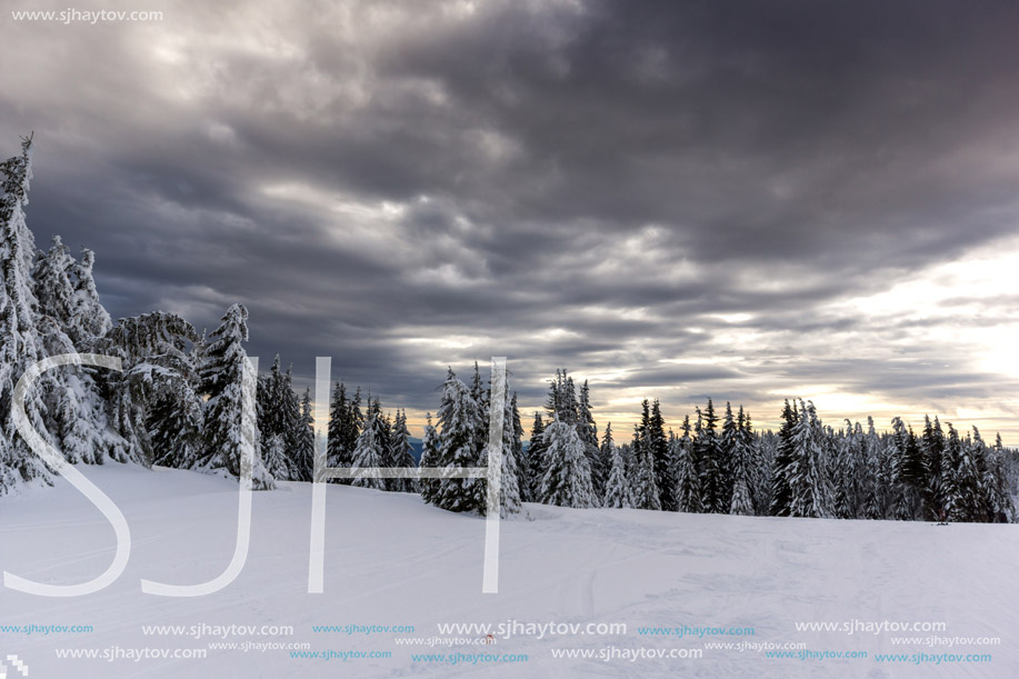 Amazing winter landscape of Rhodope Mountains near pamporovo resort, Smolyan Region, Bulgaria