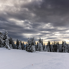 Amazing winter landscape of Rhodope Mountains near pamporovo resort, Smolyan Region, Bulgaria