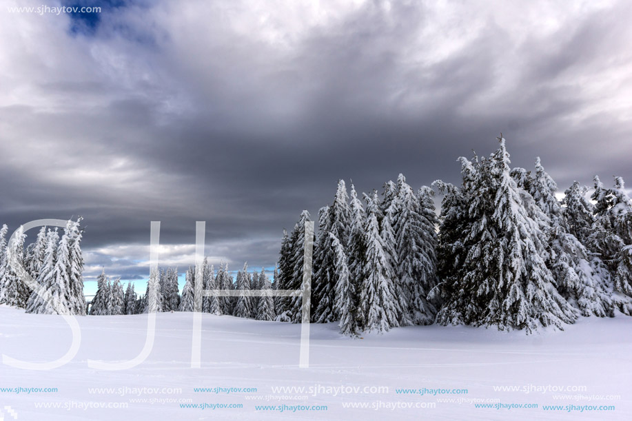 Amazing winter landscape of Rhodope Mountains near pamporovo resort, Smolyan Region, Bulgaria