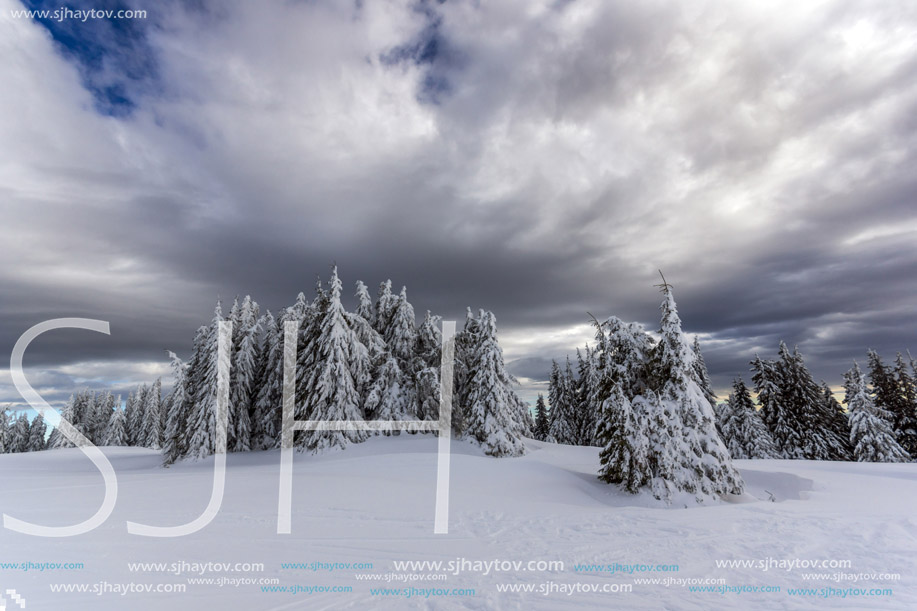 Amazing winter landscape of Rhodope Mountains near pamporovo resort, Smolyan Region, Bulgaria