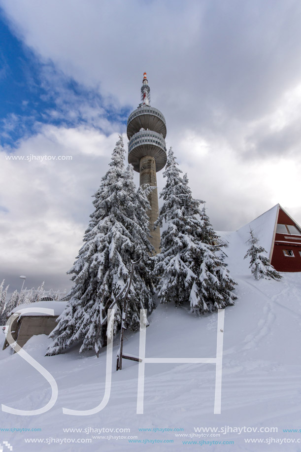 Amazing winter landscape of Rhodope Mountains near pamporovo resort, Smolyan Region, Bulgaria