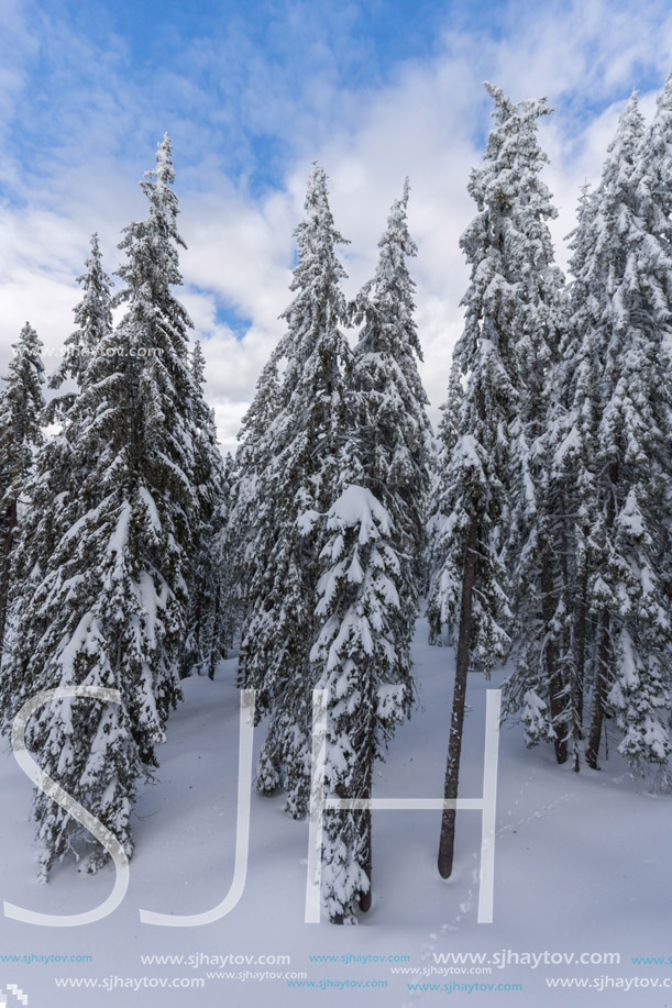 Amazing winter landscape of Rhodope Mountains near pamporovo resort, Smolyan Region, Bulgaria