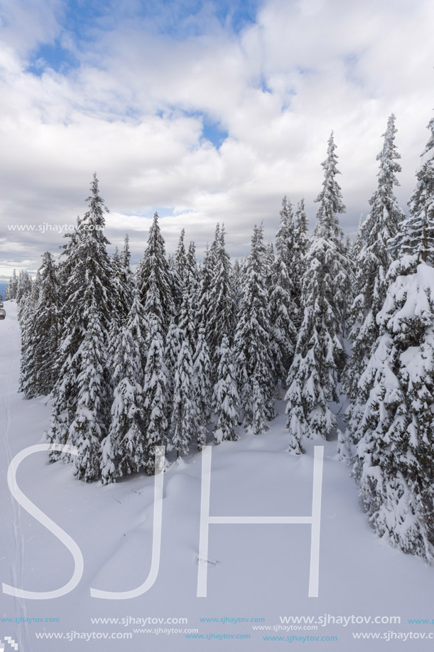 Amazing winter landscape of Rhodope Mountains near pamporovo resort, Smolyan Region, Bulgaria