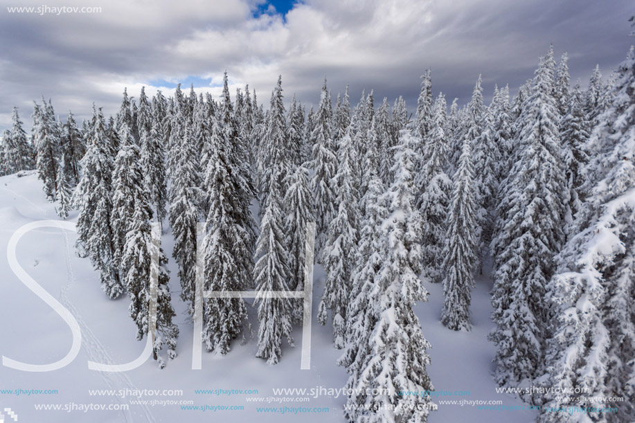 Amazing winter landscape of Rhodope Mountains near pamporovo resort, Smolyan Region, Bulgaria