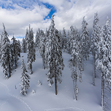 Amazing winter landscape of Rhodope Mountains near pamporovo resort, Smolyan Region, Bulgaria