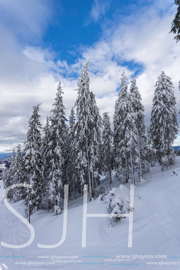 Amazing winter landscape of Rhodope Mountains near pamporovo resort, Smolyan Region, Bulgaria