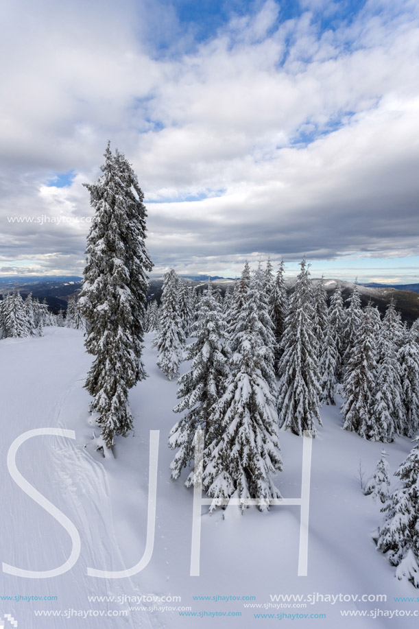 Amazing winter landscape of Rhodope Mountains near pamporovo resort, Smolyan Region, Bulgaria