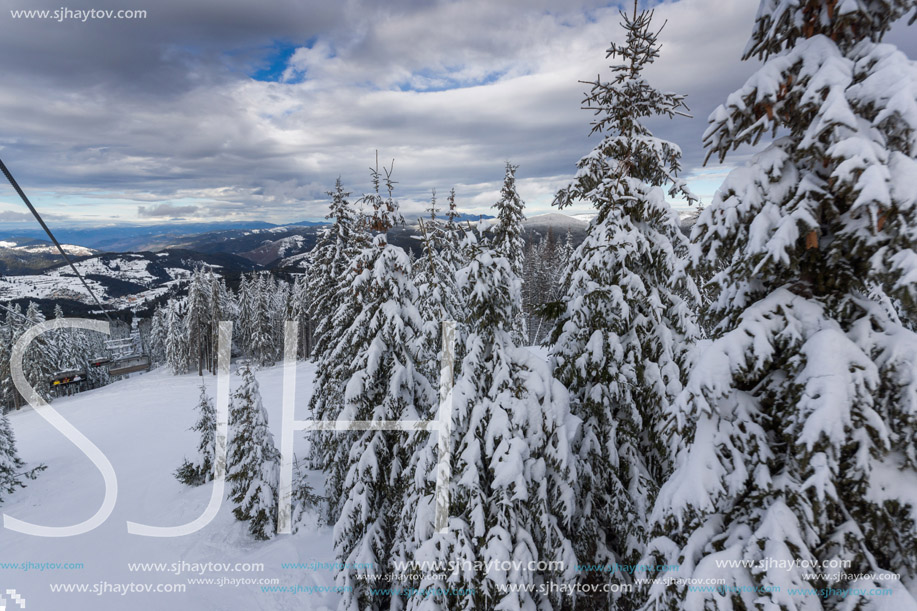 Amazing winter landscape of Rhodope Mountains near pamporovo resort, Smolyan Region, Bulgaria