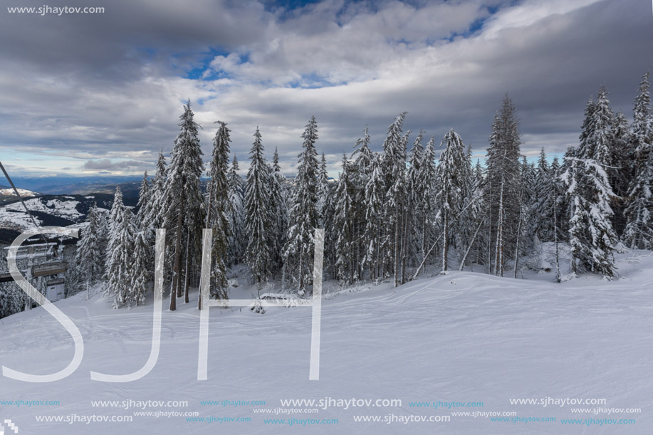 Amazing winter landscape of Rhodope Mountains near pamporovo resort, Smolyan Region, Bulgaria