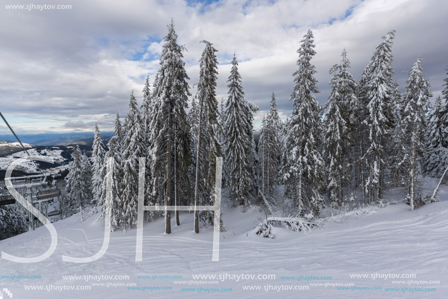 Amazing winter landscape of Rhodope Mountains near pamporovo resort, Smolyan Region, Bulgaria