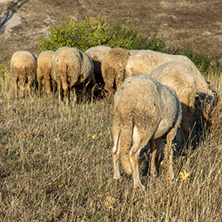 Grazing sheep near Rock phenomenon Stone Wedding near town of Kardzhali, Bulgaria