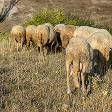 Grazing sheep near Rock phenomenon Stone Wedding near town of Kardzhali, Bulgaria