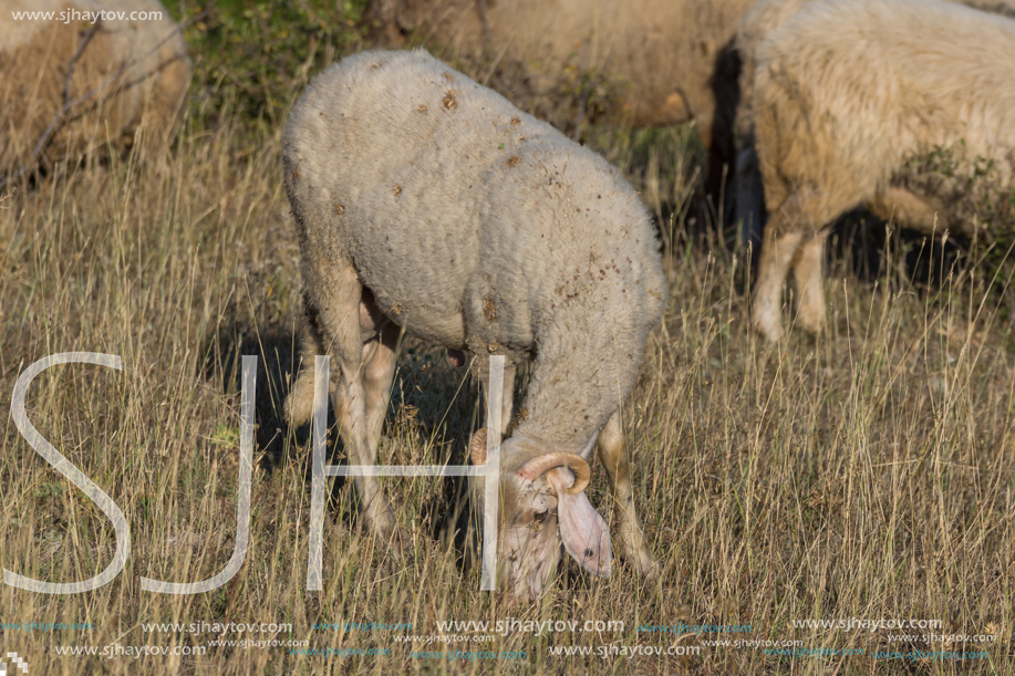 Grazing sheep near Rock phenomenon Stone Wedding near town of Kardzhali, Bulgaria