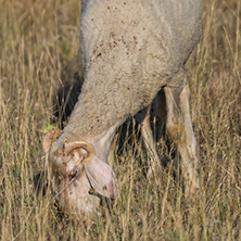 Grazing sheep near Rock phenomenon Stone Wedding near town of Kardzhali, Bulgaria