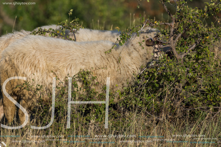 Grazing sheep near Rock phenomenon Stone Wedding near town of Kardzhali, Bulgaria