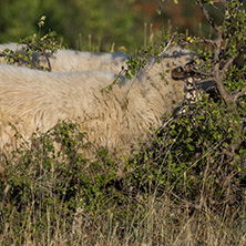 Grazing sheep near Rock phenomenon Stone Wedding near town of Kardzhali, Bulgaria
