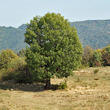 Amazing Landscape near Glozhene Monastery, Stara Planina Mountain  (Balkan Mountains), Lovech region, Bulgaria