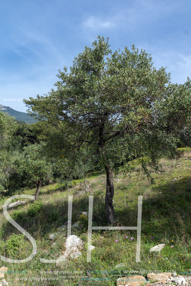 Amazing view of Ruins in Archaeological site of Aliki, Thassos island,  East Macedonia and Thrace, Greece