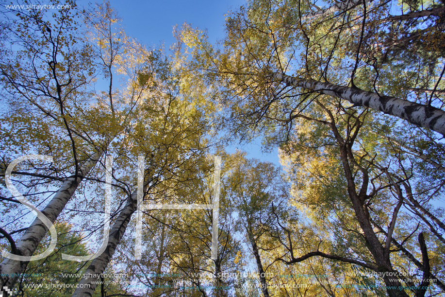 Autumn Landscape with yellow trees, Vitosha Mountain, Sofia City Region, Bulgaria