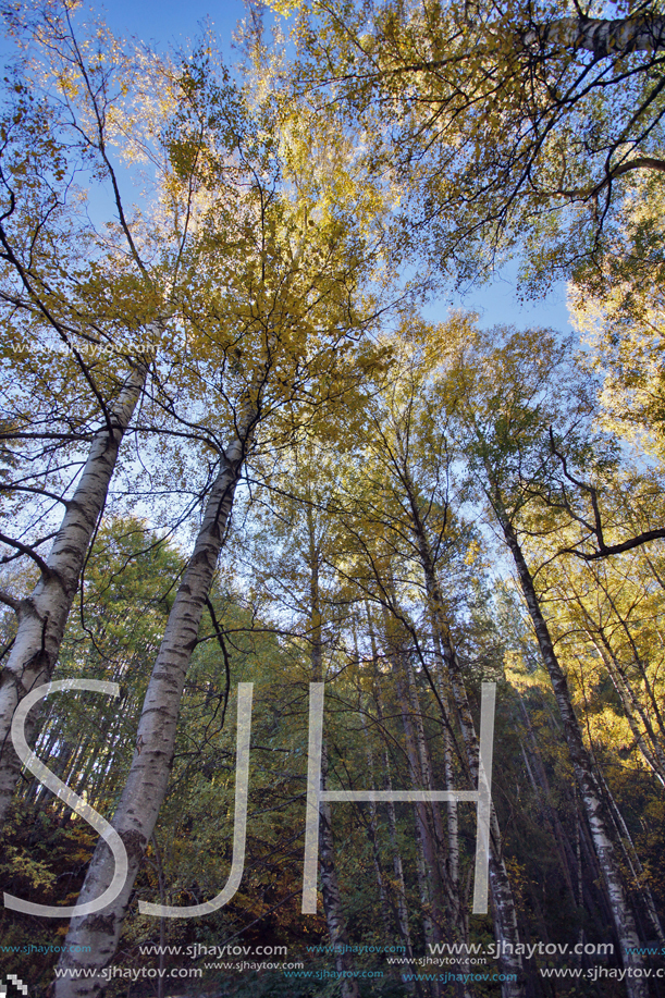 Autumn Landscape with yellow trees, Vitosha Mountain, Sofia City Region, Bulgaria