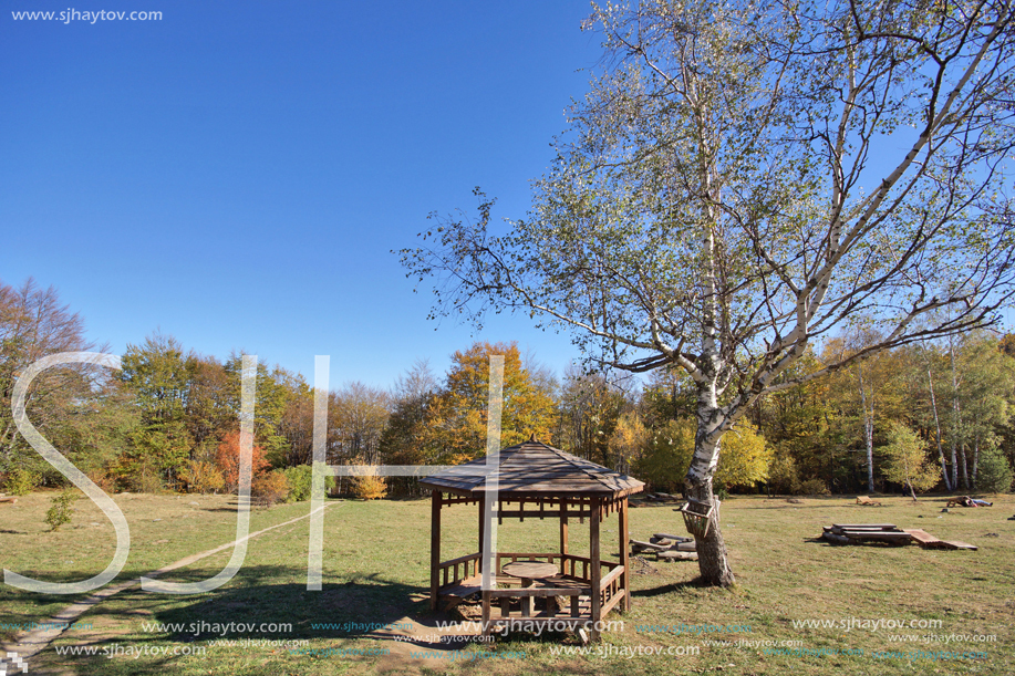 Autumn Landscape with yellow trees, Vitosha Mountain, Sofia City Region, Bulgaria