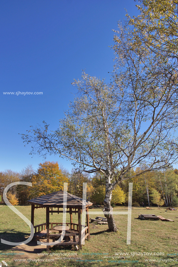 Autumn Landscape with yellow trees, Vitosha Mountain, Sofia City Region, Bulgaria