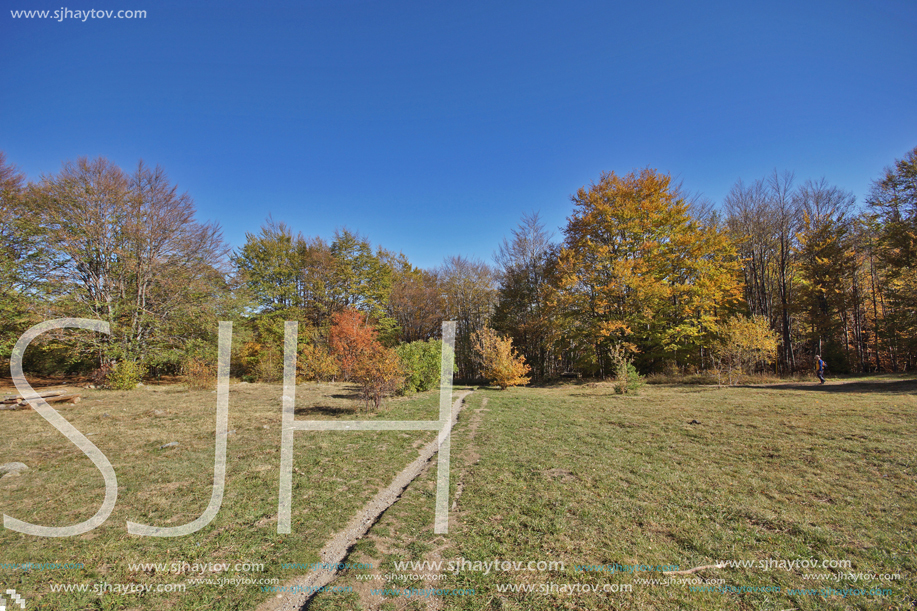 Autumn Landscape with yellow trees, Vitosha Mountain, Sofia City Region, Bulgaria