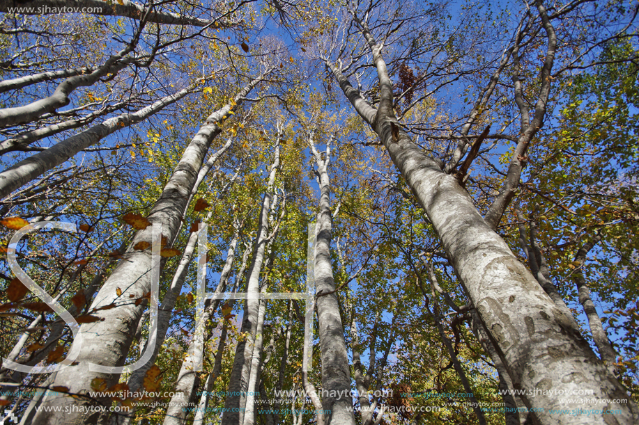 Autumn Landscape with yellow trees, Vitosha Mountain, Sofia City Region, Bulgaria