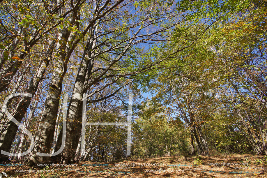 Autumn Landscape with yellow trees, Vitosha Mountain, Sofia City Region, Bulgaria